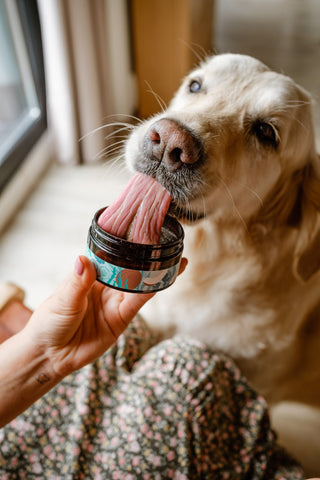 Perrito jugando con un juguete | The Doog Life