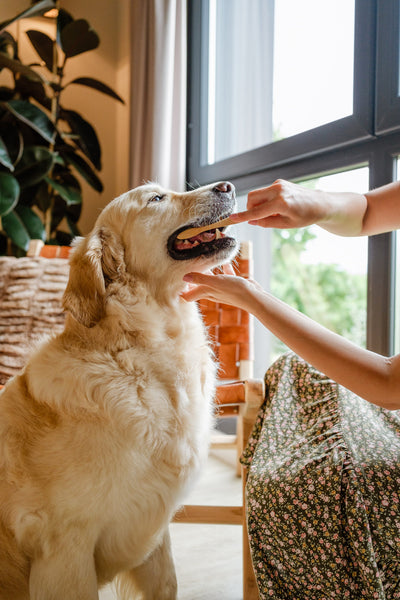 Cepillado dental perro