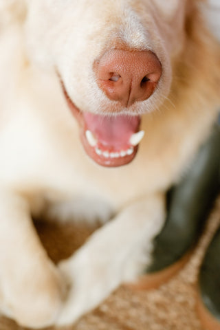 Dentadura de perro | The Doog Life