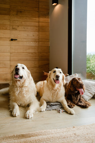 3 perros sentados | The Doog Life