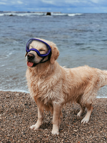 perro en la playa con gafas