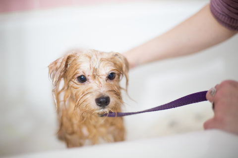 Cachorro de perro recibiendo un baño