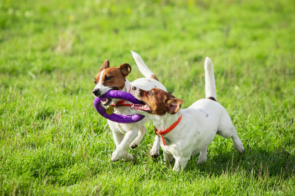 Cachorros jugando con juguete para reforzar dentadura