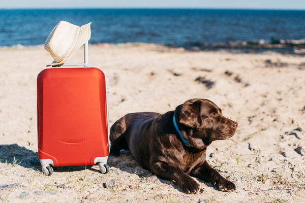 vacaciones con perro en la playa