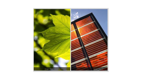 Paneles solares y fotosíntesis