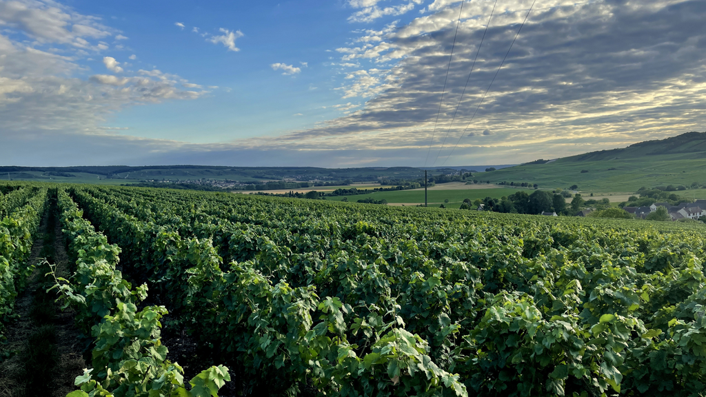 Briefing your Reims Champagne tour