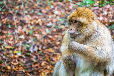 Make the Trek to Monkey Mountain (Affenberg Zoo) Villach