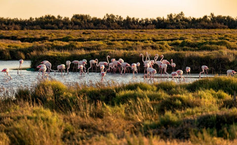 Top 8 - Best places to visit in France: Camargue