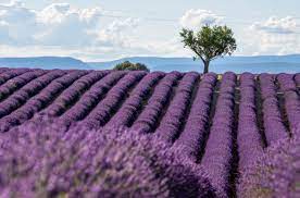 Top 2. Provence - France