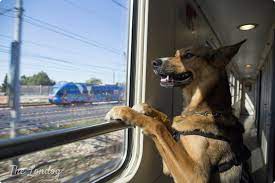 Tips for Traveling with Your Dog on European Trains
