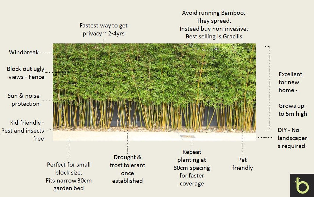 Bambusa textilis ‘Gracilis