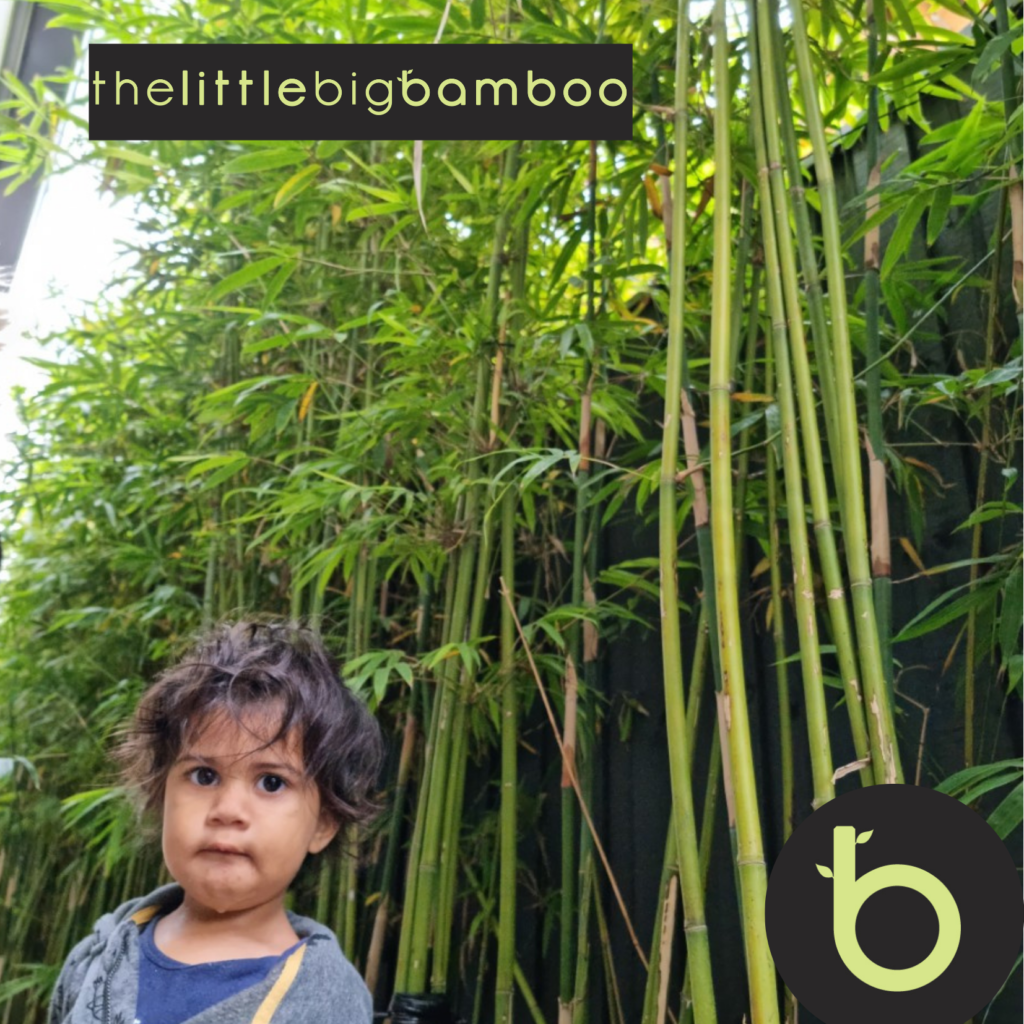 the little big bamboo