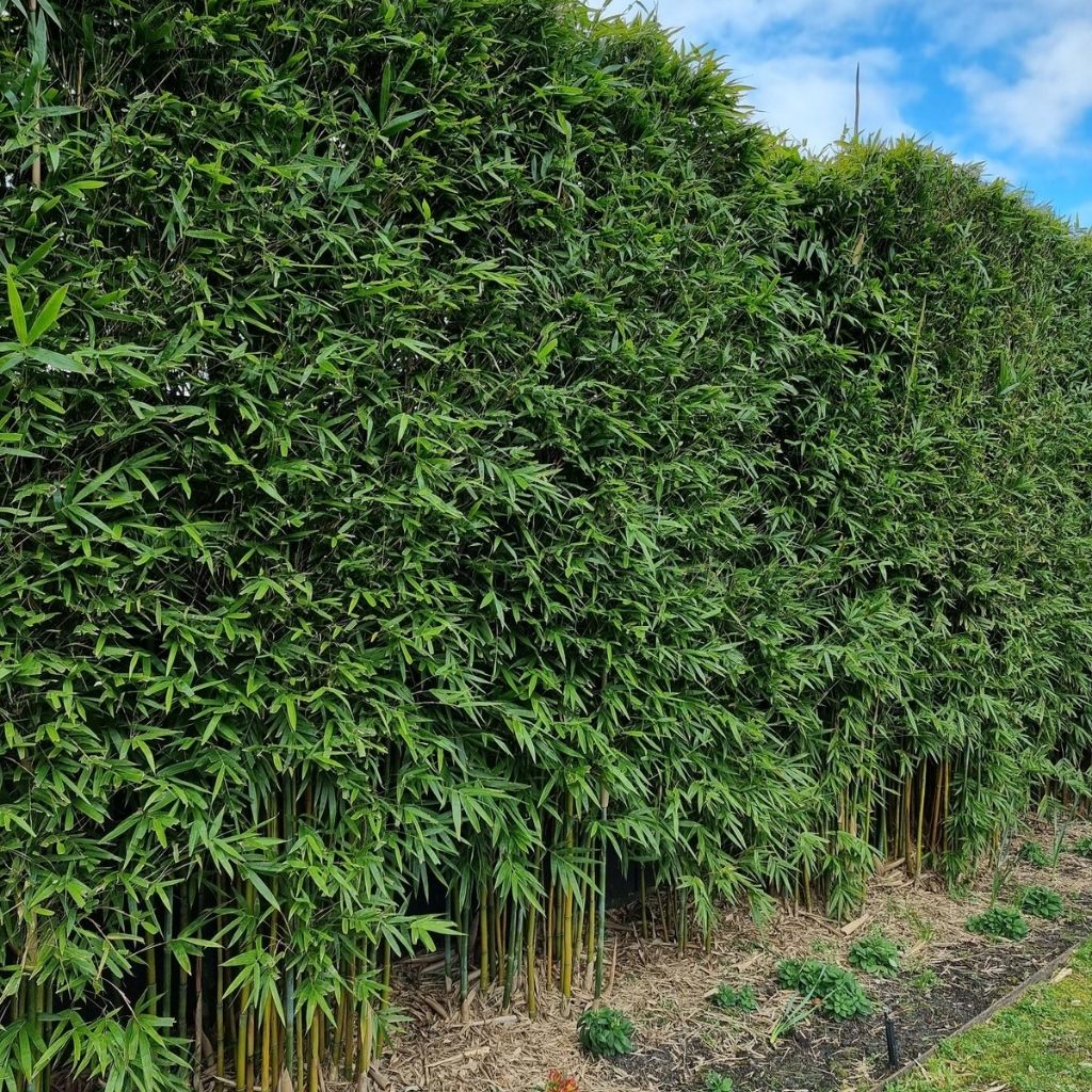 Gracilis Bamboo Plants 