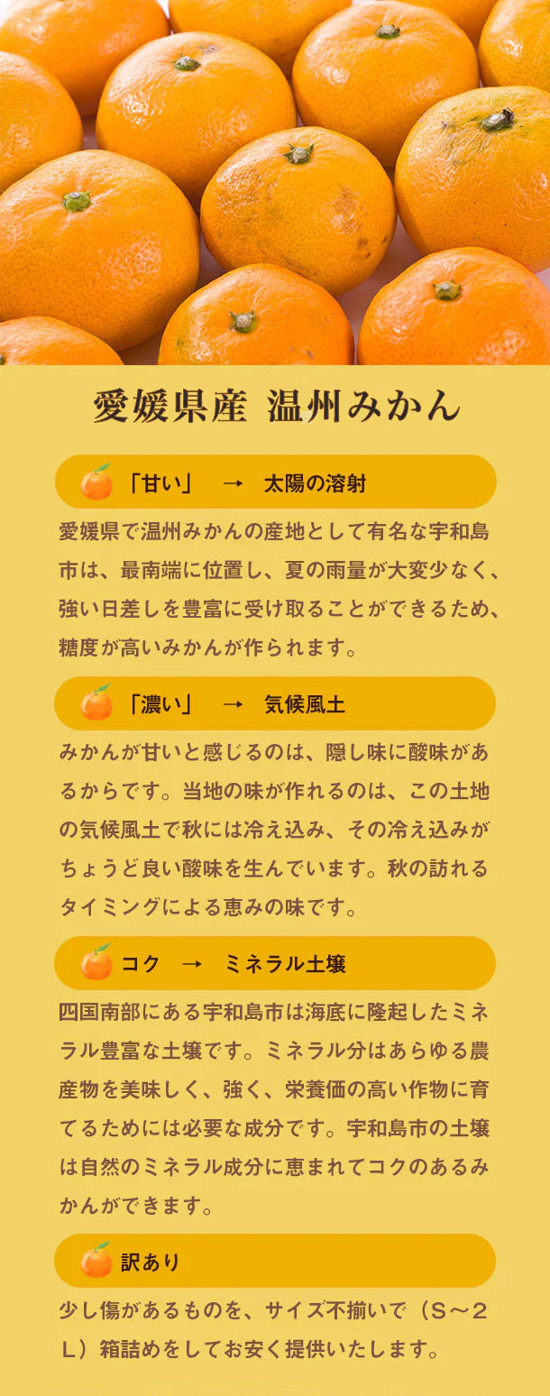 愛媛県産「温州みかん」5kgの通販｜Kuradashiでフードロス・食品ロス削減！