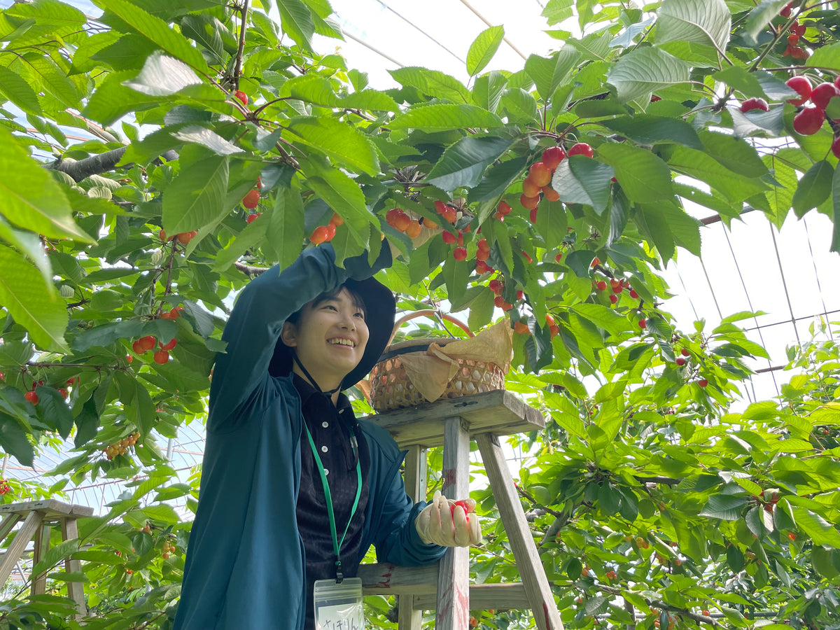 仁木町さくらんぼ収穫