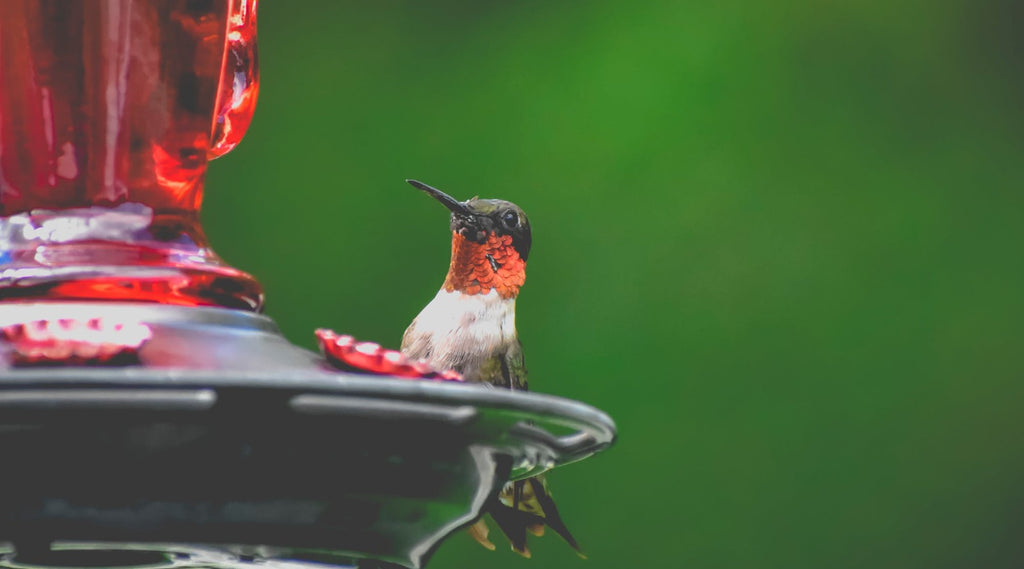 How to keep ants away from your hummingbird feeder