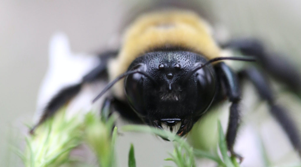 How to keep bees away from your hummingbird feeder