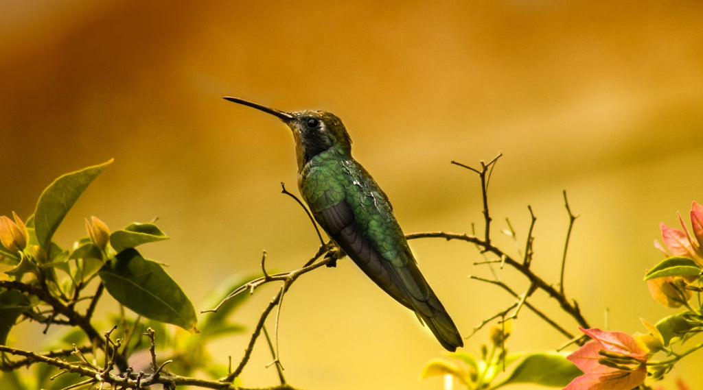 The Extraordinary Journey of Hummingbird Migration