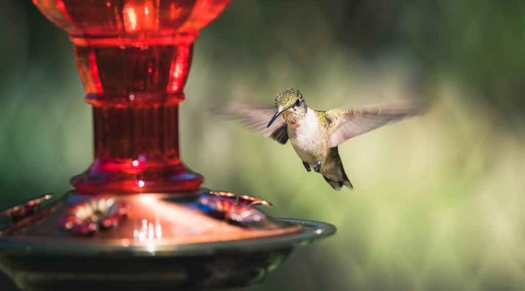How often should you change your hummingbird nectar?