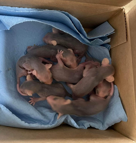 trash cat coffee petri place baby opossum rescue