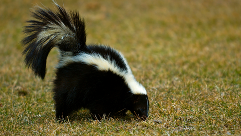 skunk trash cat coffee