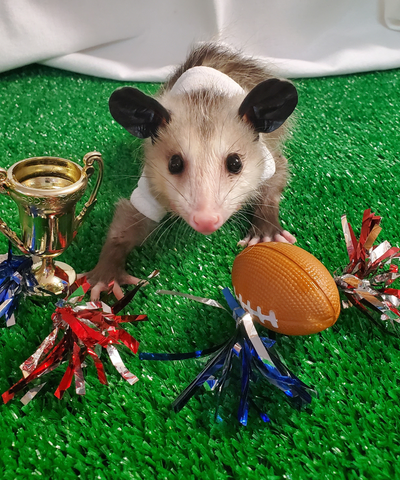 trash cat coffee mpv opossum bowl