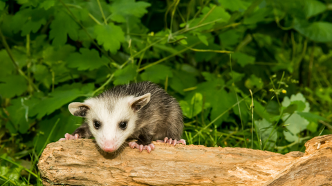 trash cat coffee opossum