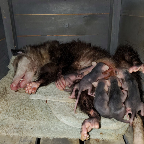 Trash Cat Coffee Opossum babies nursing 