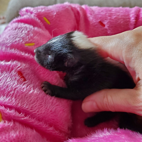 Trash Cat Coffee Baby Skunk Agatha