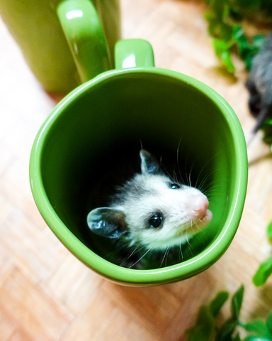 trash cat coffee baby opossum rae dunn st patricks day coffee mug