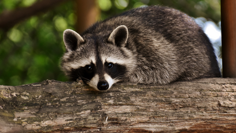 trash cat coffee raccoon