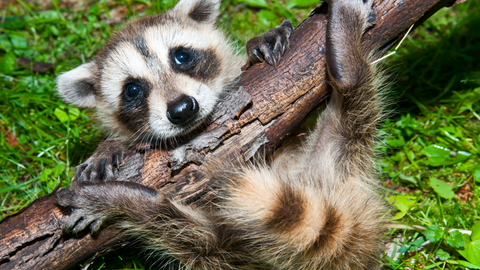 baby raccoon