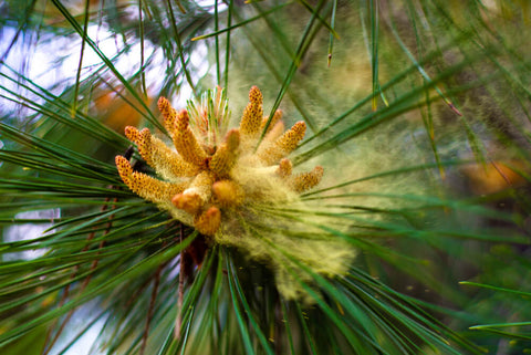 Pine Pollen and Prostate Health