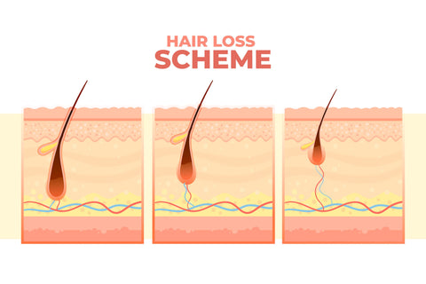 Hair loss phase