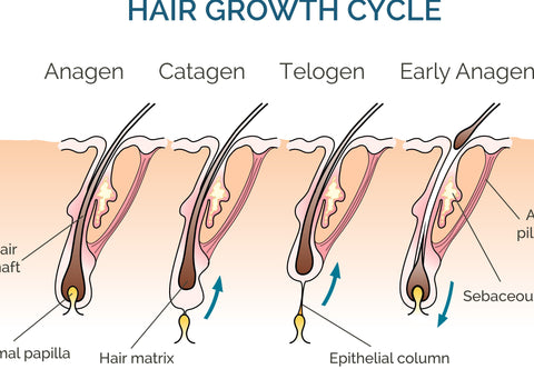 Haargroeicyclus