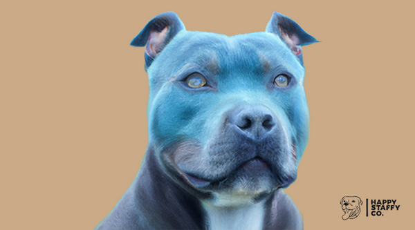 5 Skincare Solutions For Your Staffy!
