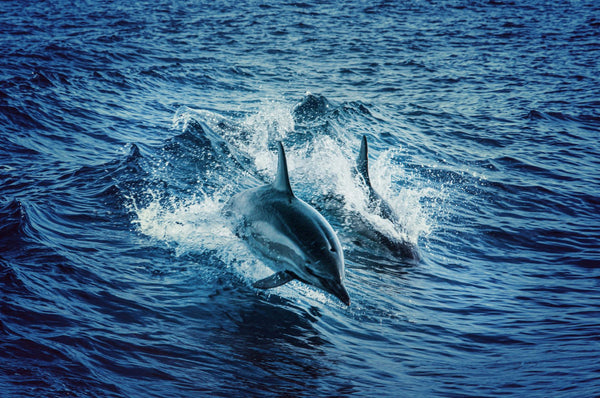 Dolphins in the ocean