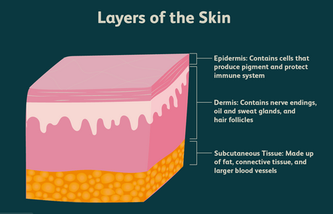 diagram of the layers of the skin