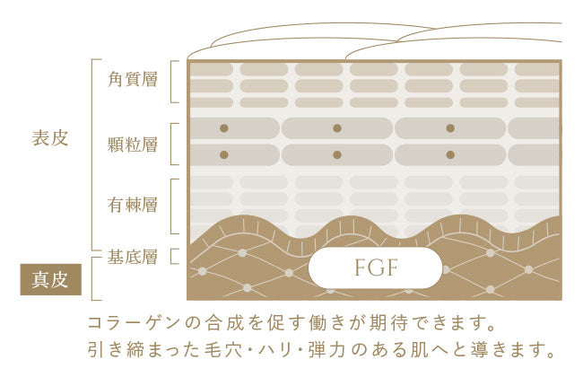 FGF線維芽細胞増殖因子