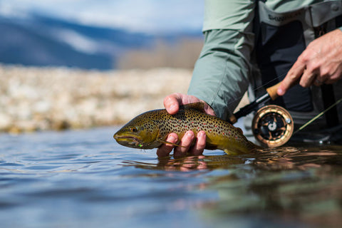 Release a healthy brown trout on warm day in March. 