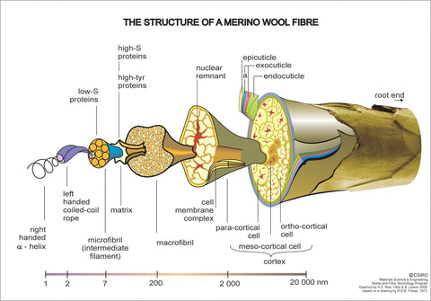 Diagram of a merino fiber. 