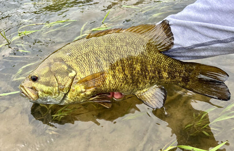 A beautiful smallmouth bass ready to be released after a hard fight. 