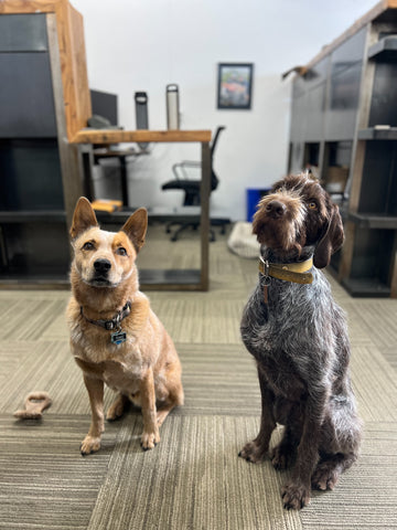 Couple of good boys at the Skwala Fishing office. 