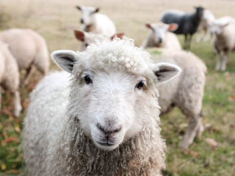 Schaf auf biodynamischem Hof