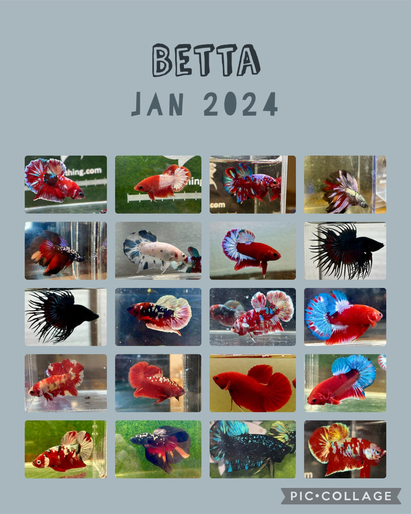 Betta Import 2024