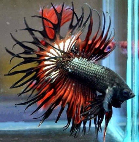 King Crowntail Black Betta