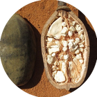 BAOBAB.png__PID:bd34ae6d-46bc-4399-95f7-81788b7a26fa