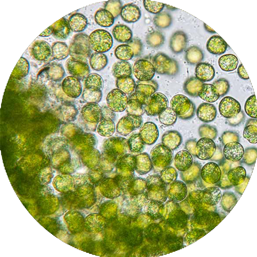 CHLORELLA.png__PID:23abf0c0-dfe5-44ba-8fc5-5b629f447eb1