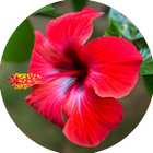 HIBISCUS.png__PID:0958514d-477a-4bf2-931a-571ce26cef9f