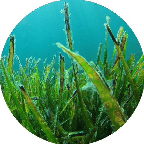 SPIRULINA.png__PID:f326fa7d-dd76-4a36-b6c6-21c2fec52c90